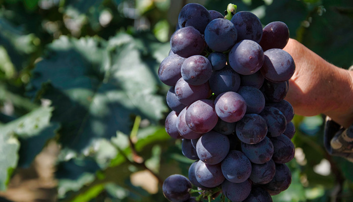 吉林省长白县特色水果 吉林省长白县有什么水果