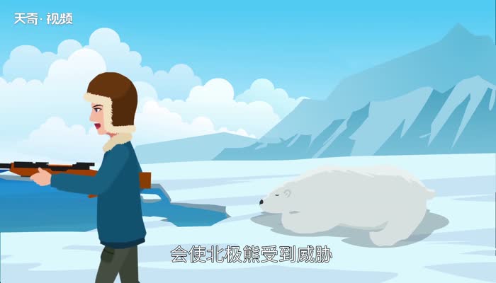 南极有北极熊吗 北极熊可以在南极生存吗
