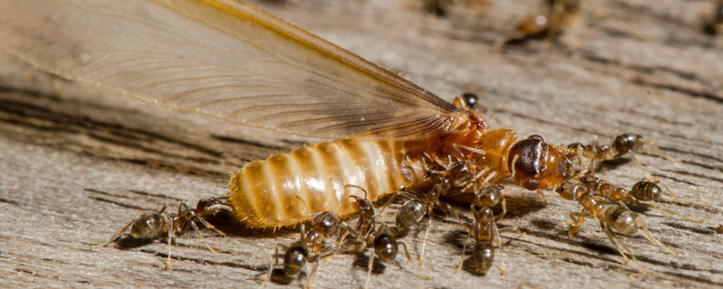 白蚁吃什么 白蚁吃什么食物