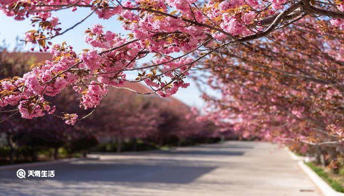 宝鸡市春季赏花去哪里 推荐宝鸡市春季赏花好去处