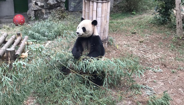 大熊猫的生活习性 大熊猫的习性