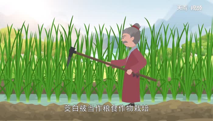 茭白是什么 茭白是蔬菜吗
