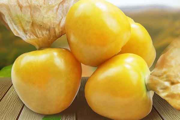 黄姑娘果的功效与作用 黄姑娘果的禁忌人群