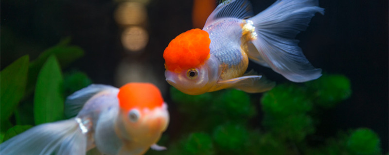 漂亮的金鱼是由什么鱼演变而来的 金鱼是由什么鱼进化而来的