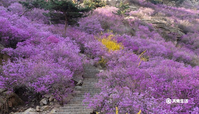 四平市春季赏花去哪里 推荐四平市春季赏花好去处