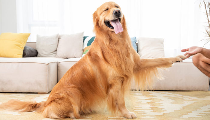 拉布拉多和金毛区别 拉布拉多和金毛有什么区别