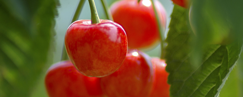 烟台有哪些特产