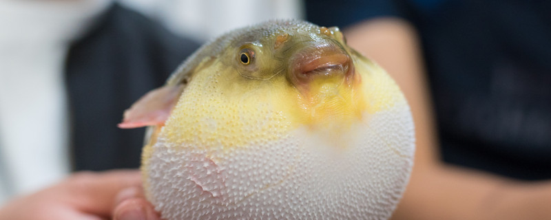 海里的河豚叫什么名字 在海里的河豚叫什么