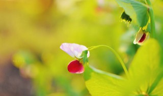 怎么做豌豆花（豆花怎么做呢）