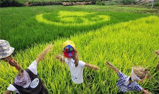 旱稻施肥的正确方法 旱稻施肥的正确方法视频