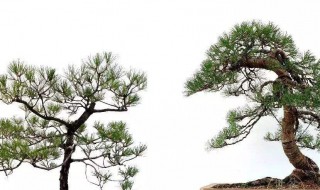 松树的养殖方法详解 松树的养殖方法详解视频