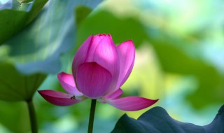 荷花的瓶养方法（怎么在玻璃瓶里养荷花）