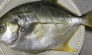 金鲳鱼的功效作用和禁忌（金鲳鱼的营养价值禁忌）