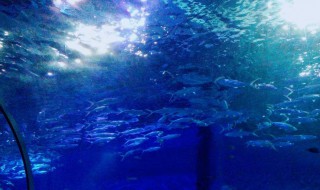 武汉海昌极地海洋公园预约技巧 武汉海昌极地海洋公园怎么预约