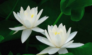 白莲花什么意思形容人 白莲花是什么意思形容人