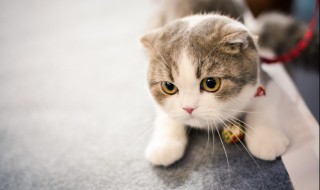 为什么养猫就没有蟑螂（养猫就没有蟑螂吗）