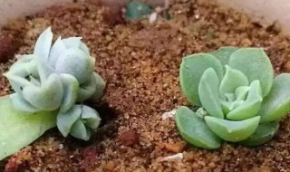 多肉植物的扦插方法（多肉植物的扦插方法视频）