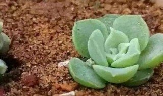 多肉矿泉水瓶扦插法 用矿泉水瓶怎么扦插多肉植物?