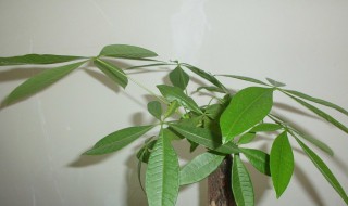 发财树新芽枯萎怎么办 发财树新芽枯萎怎么办视频