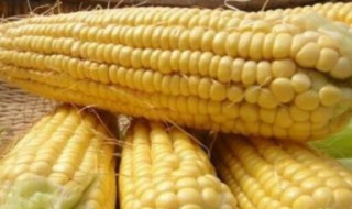 钓鱼打窝用玉米怎么做 钓鱼打窝用玉米怎么做好吃