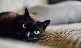梦见猫进家里好吗（梦见猫进家好不好）