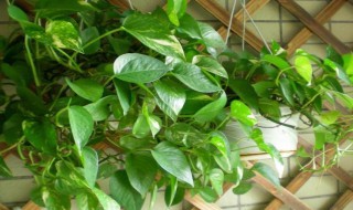 家里养绿萝的禁忌（家里养绿萝的禁忌,养得过于茂盛）