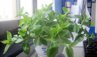 一进门见到什么植物好（一进门见到什么植物好风水）