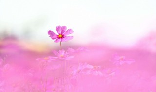 格桑花花语美句 格桑花唯美句子花语