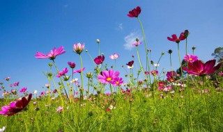 格桑花唯美花语（格桑花的花语和象征）