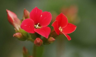 10大吉利花 10大吉利花图片