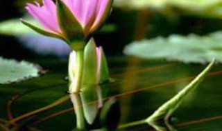 莲子怎么种 莲子怎么种才能发芽