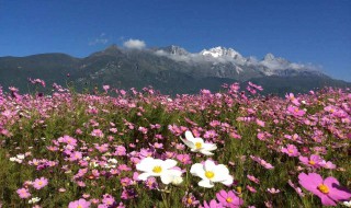 梦见格桑花啥意思 梦中的格桑花