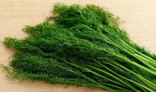 孕妇能吃茴香吗（孕妇能吃茴香吗 初期 三个月）
