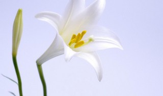 百合花适合室内养吗（百合花适合室内养吗）