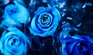 为什么不能送蓝玫瑰 为什么不能送蓝玫瑰呢