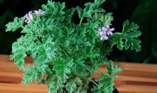 八种适合放室内的驱蚊植物（适合放在室内的驱蚊植物）