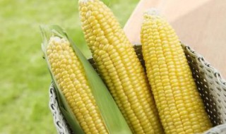 种玉米时间及方法 玉米的种植时间和收割时间