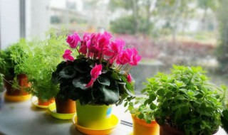 芙蓉花浇水的正确方法 芙蓉花浇水的正确方法视频