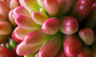 多肉移栽后有什么注意事项（多肉植物移栽注意事项）