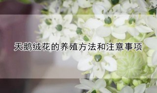 天鹅绒花的养殖方法和注意事项 天鹅绒花种植方法