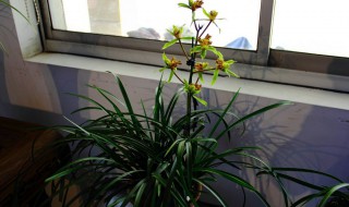 蕙兰花谢了 蕙兰花谢了以后怎么办