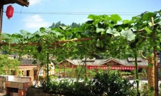 屋后不能种什么树 门前屋后不能种什么树