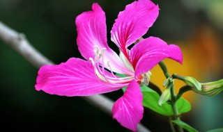 香港的区花是什么花 香港的区花是什么花啊