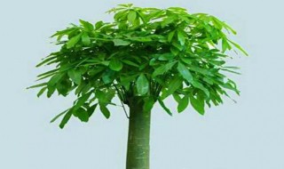 招财棍怎样养（吸财棍好养介绍）