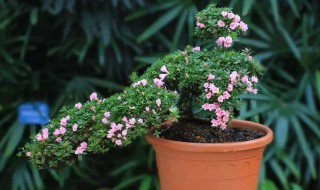 种植杜鹃花的小妙招（养杜鹃花小诀窍）