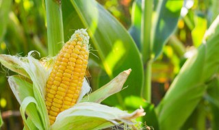 玉米除草剂使用注意事项（玉米除草剂使用注意事项玉米田打惊草药能土能下央吗）