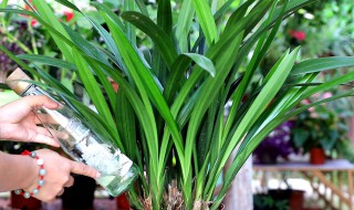 新手养兰花的正确方法（新手怎样养兰花）