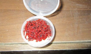 红虫保存最简单的方法（红虫保存最简单的方法视频）