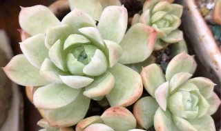 白月影多肉的养殖方法和注意事项 白月影多肉繁殖