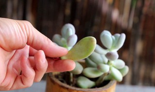 多肉布丁的养殖方法和注意事项 多肉布丁怎么养护